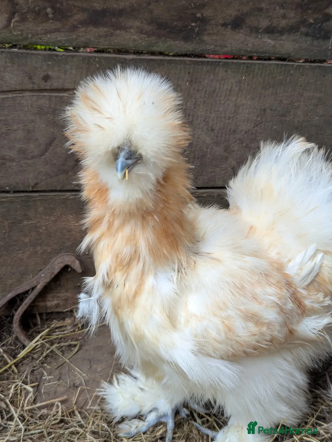 Chickens poultry for sale: Beautiful Polish bantam growers left  - Advert 3