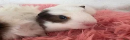 Guinea Pig rodents for sale: Guinea pigs  - Advert 12
