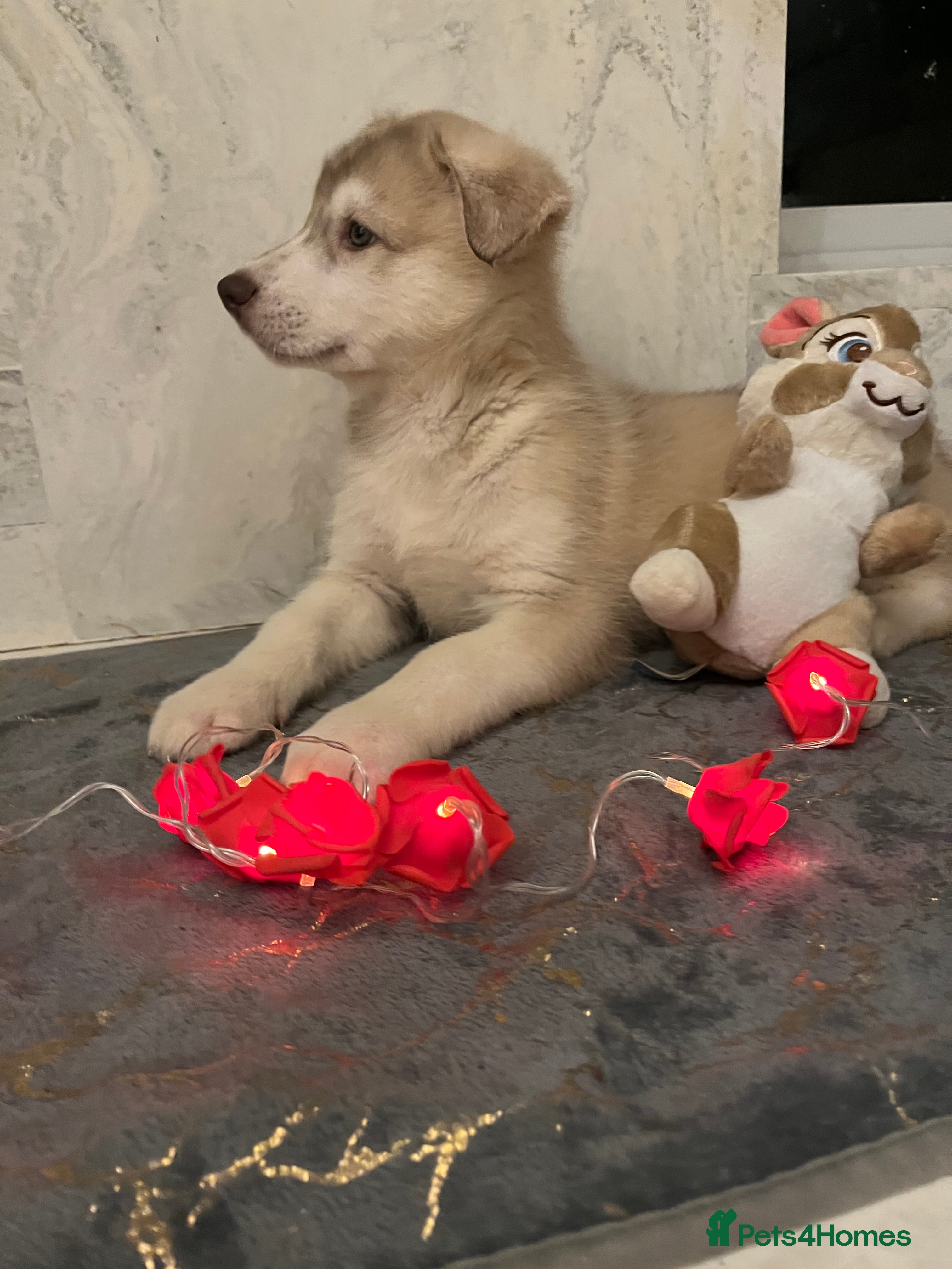 Northern Inuit dogs Northern Innuit puppies for sale  - Advert 17