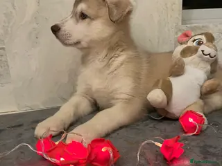 Northern Inuit dogs Northern Innuit puppies for sale - Advert 17