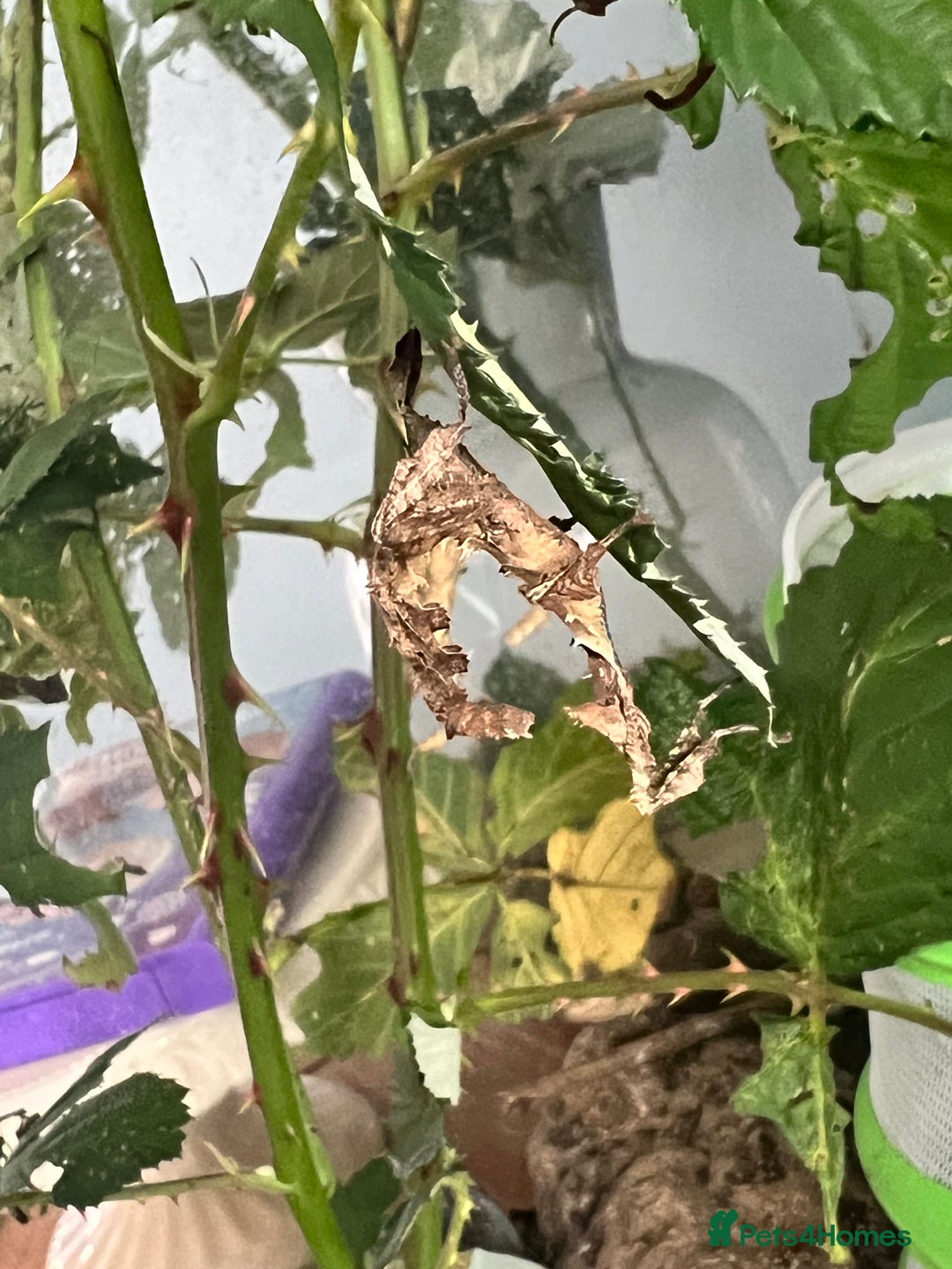 Stick Insects invertebrates for sale: Macleay Spectre Prickly Leaf Insects - Image 3