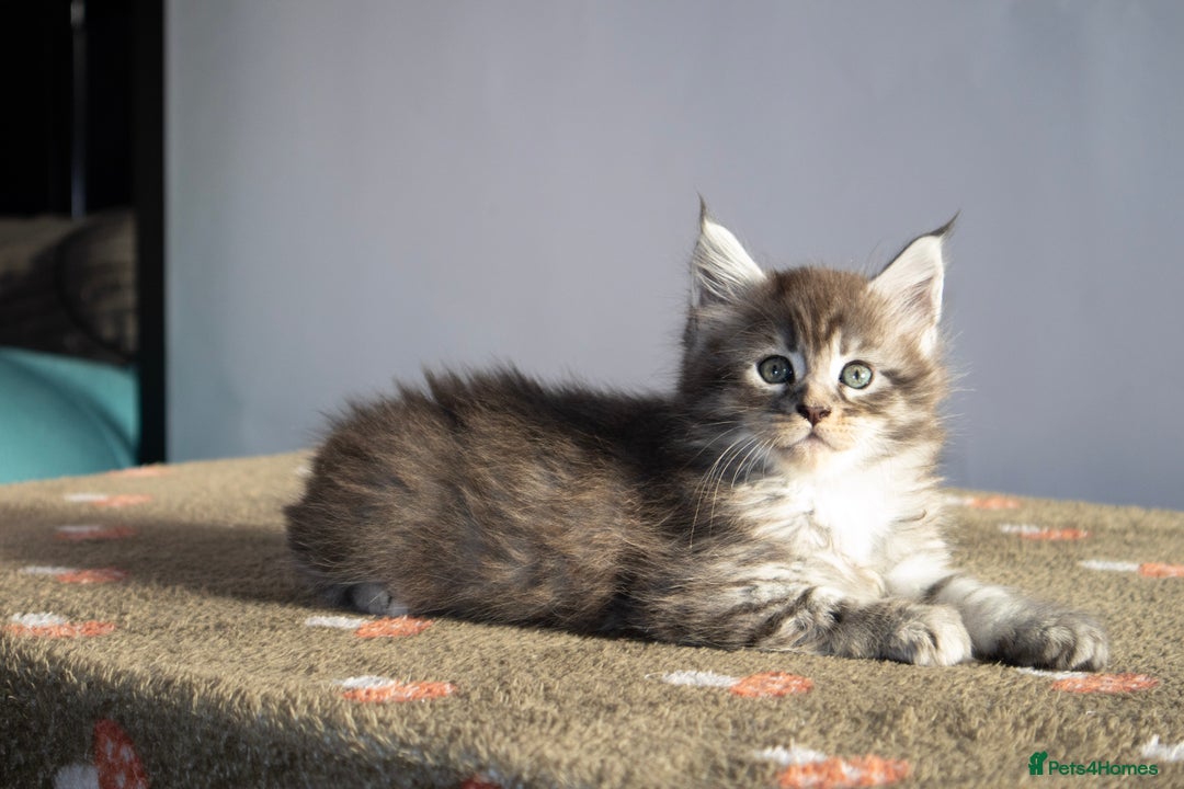 Maine Coon cats for sale: Gorgeous TICA-Registered Maine Coon Kittens! - Advert 7