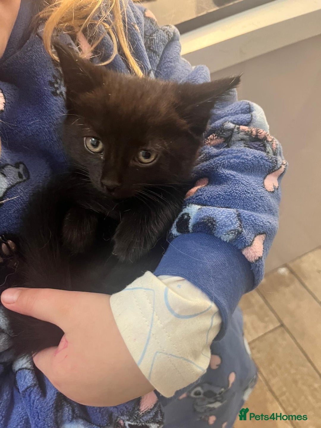 Mixed Breed cats for sale: Gorgeous litter of 5 kittens  - Advert 3