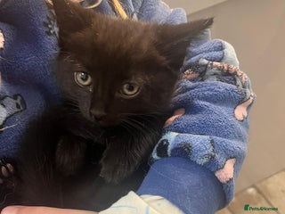 Mixed Breed cats ** Black Kitten left*Gorgeous litter of 5 kittens - Advert 8