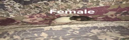 Rat rodents for sale: Fancy Rats  in Brandon - Advert 10