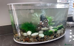 Platies fish for sale: Platy fry - Image 2