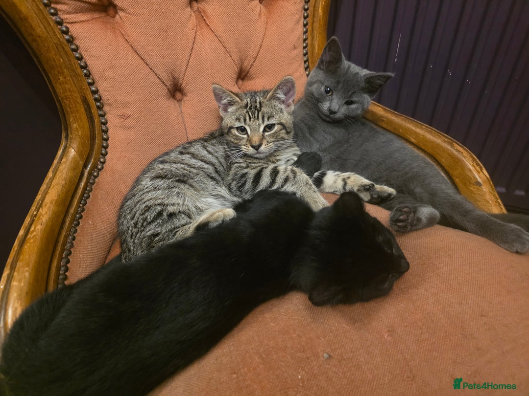 Mixed Breed cats for sale: Half Maine coon kittens - Advert 4