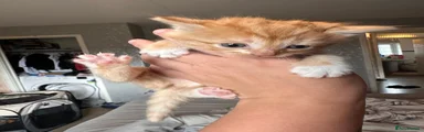 Domestic Shorthair 6