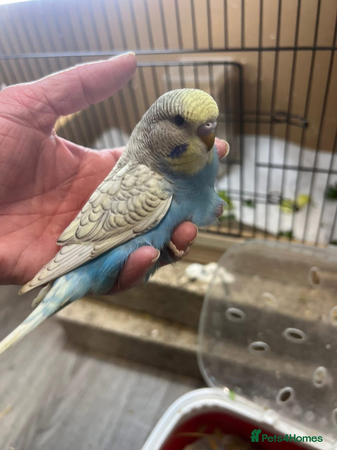 Budgerigars birds for sale: Hand Tame Yellow and Blue Spangle Girl Ready 31/12 - Advert 1