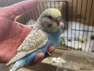Budgerigars birds Hand Tame Yellow and Blue Spangle Girl Ready 31/12 - Advert 1