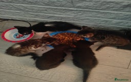 Mixed Breed cats for sale: Kittens - Image 7