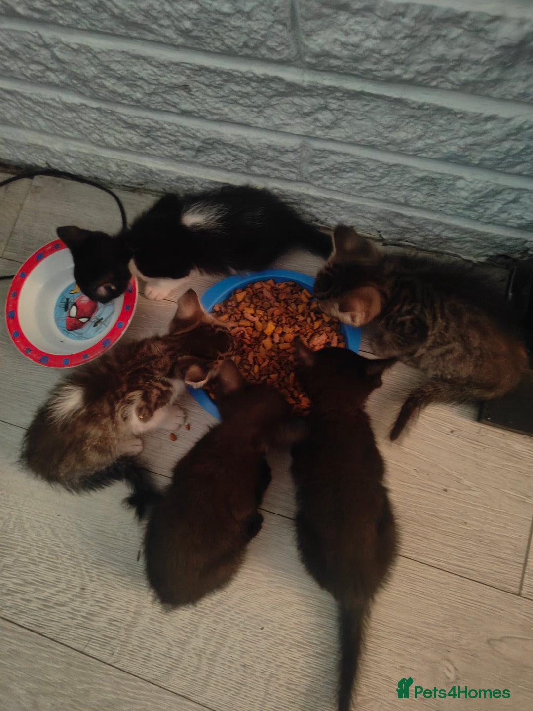 Mixed Breed cats for sale: Kittens - Image 7