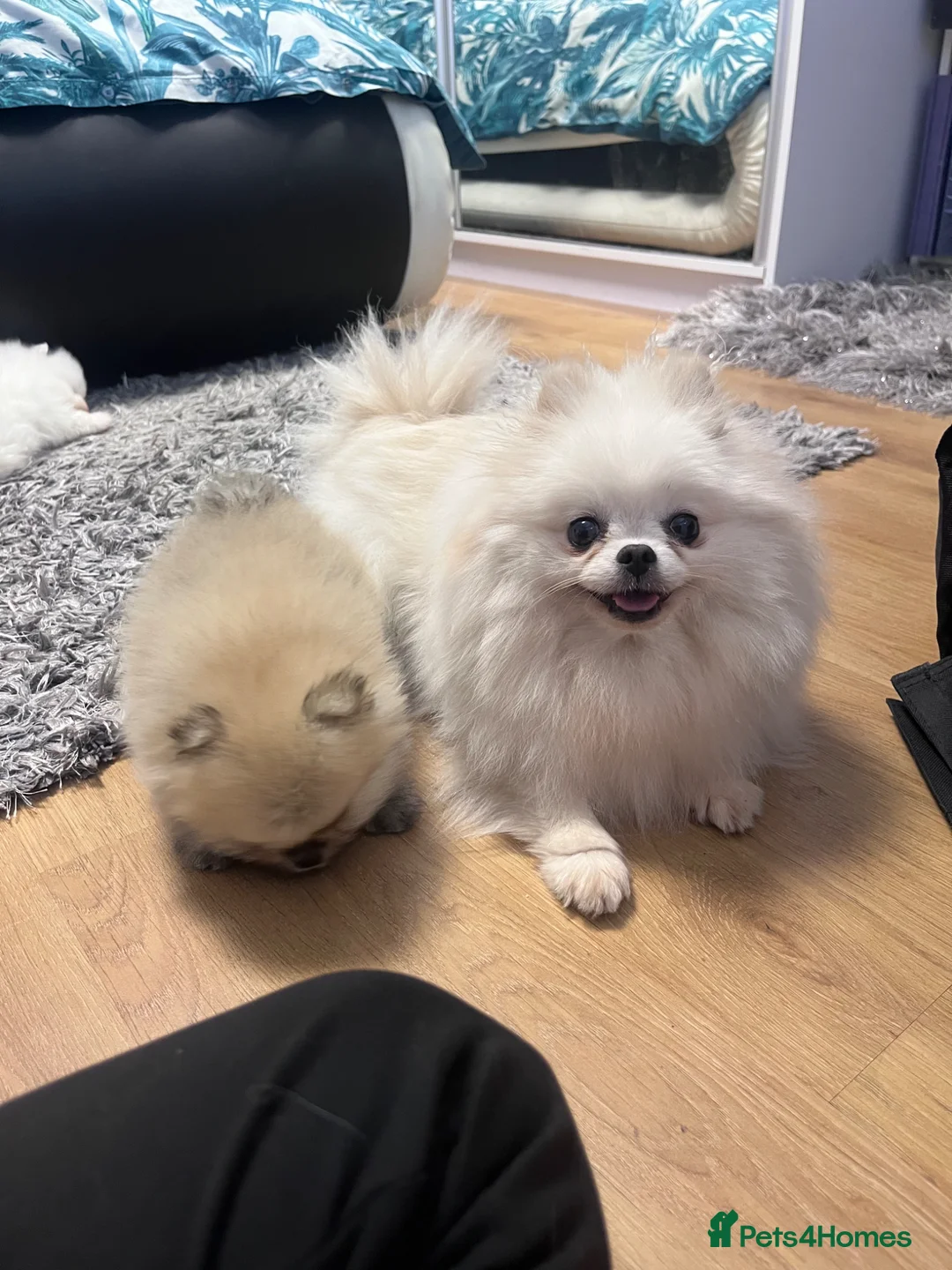 Pomeranian dogs for sale: 💙Teddy Face🐻Super Quality  - Advert 10