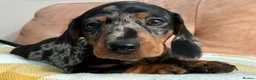 Miniature Dachshund dogs for sale: KC registered, PRA clear, Silver dapple, Male - Advert 6