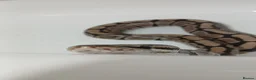 Python Snake reptiles for sale: Royal python  - Advert 4
