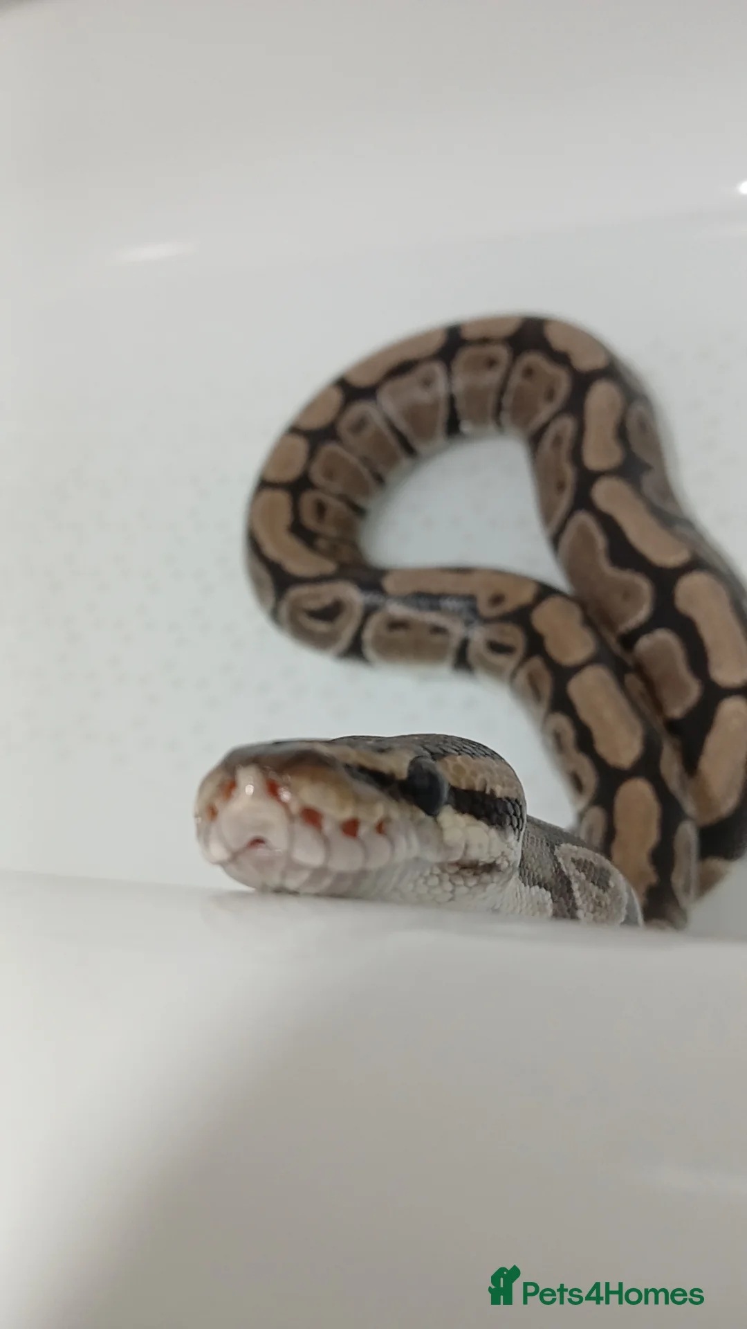 Python Snake reptiles for sale: Royal python  - Advert 4