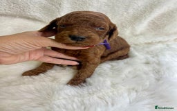Goldendoodle dogs for sale: Outstanding Quality health tested Goldendoodles  - Image 9