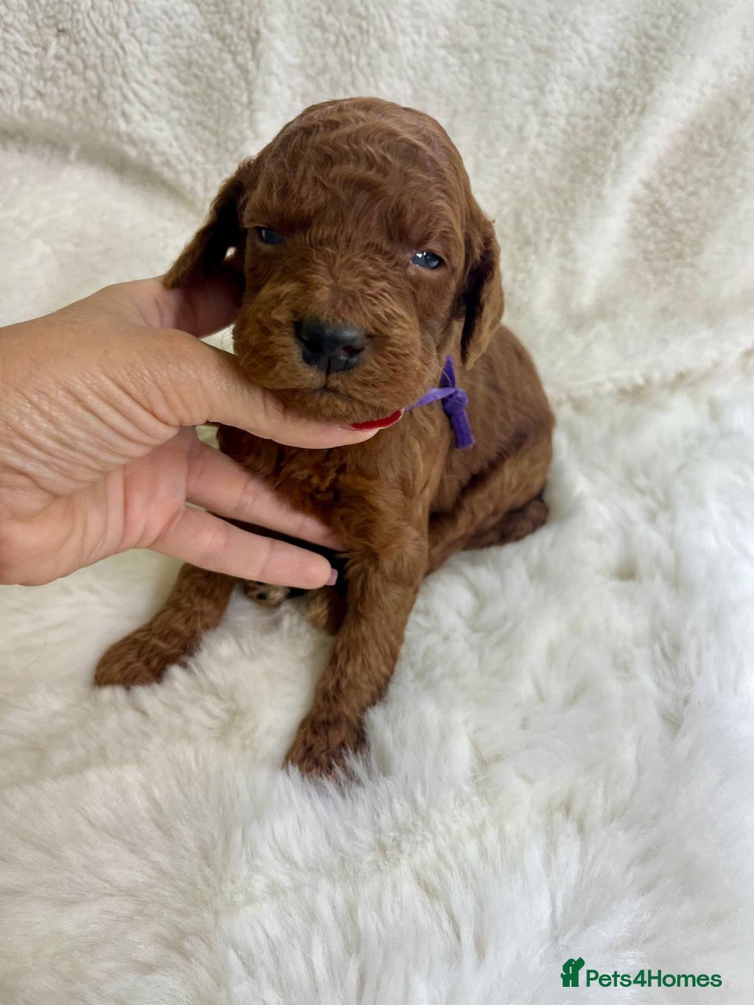 Goldendoodle dogs for sale: Outstanding Quality health tested Goldendoodles  - Image 9