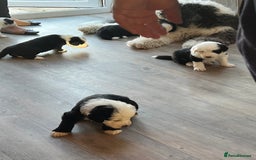 Sheepadoodle dogs for sale: Sheepadoodle Puppies -4 Female, 3 Male - Image 3