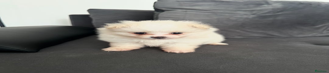 Pomeranian Puppy 2