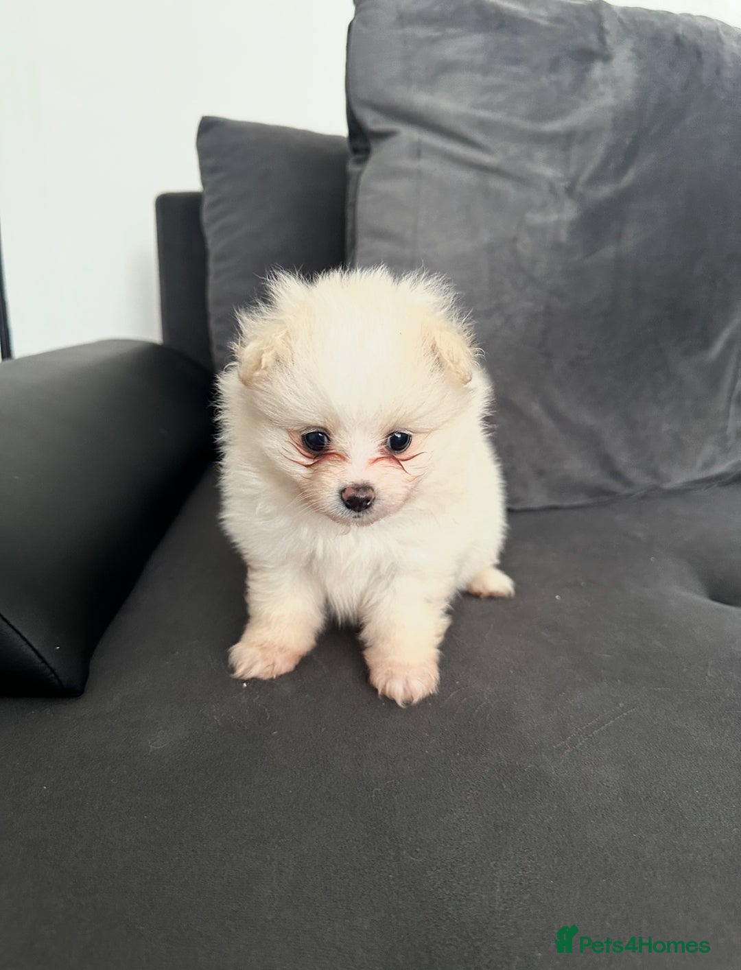 Pomeranian dogs for sale: Pomaranian puppies - Image 8