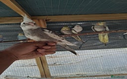 Cockatiels birds for sale: Silly hand tamed baby cockatiels for sale  - Advert 5