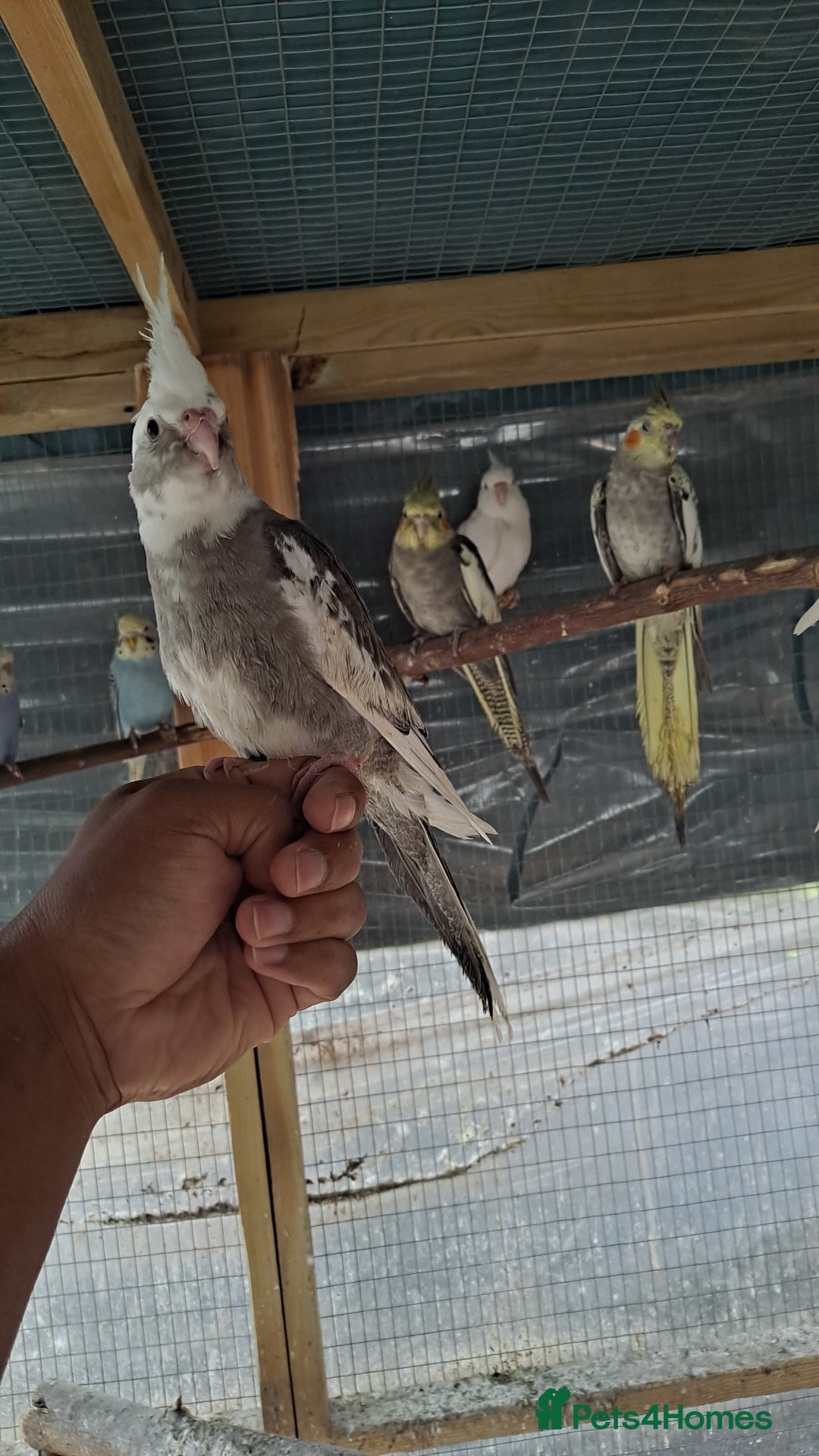 Cockatiels birds for sale: Silly hand tamed baby cockatiels for sale  - Advert 5