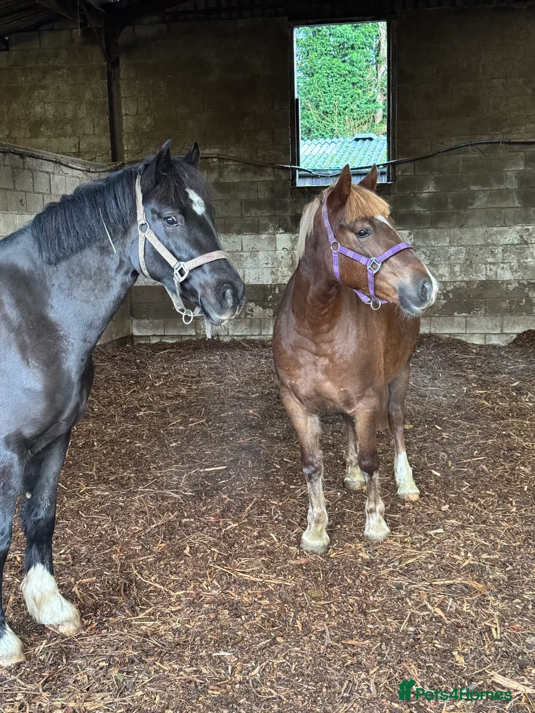 Welsh Section D horses for sale: Elsi Welsh D mare  - Advert 4