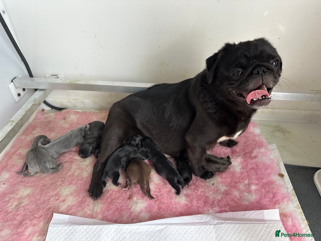Mixed Breed dogs for sale: Tiny Pugingese pups  - Image 34