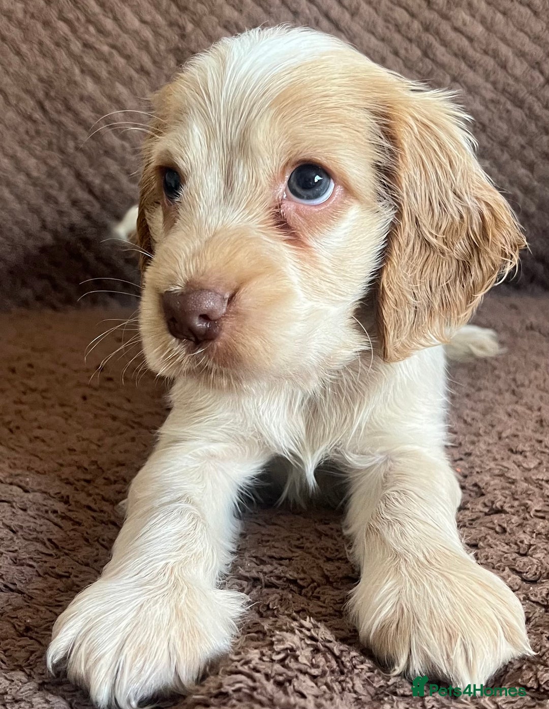 Cocker Spaniel dogs for sale: KC REG SHOW TYPE COCKER SPANIELS  - Image 4