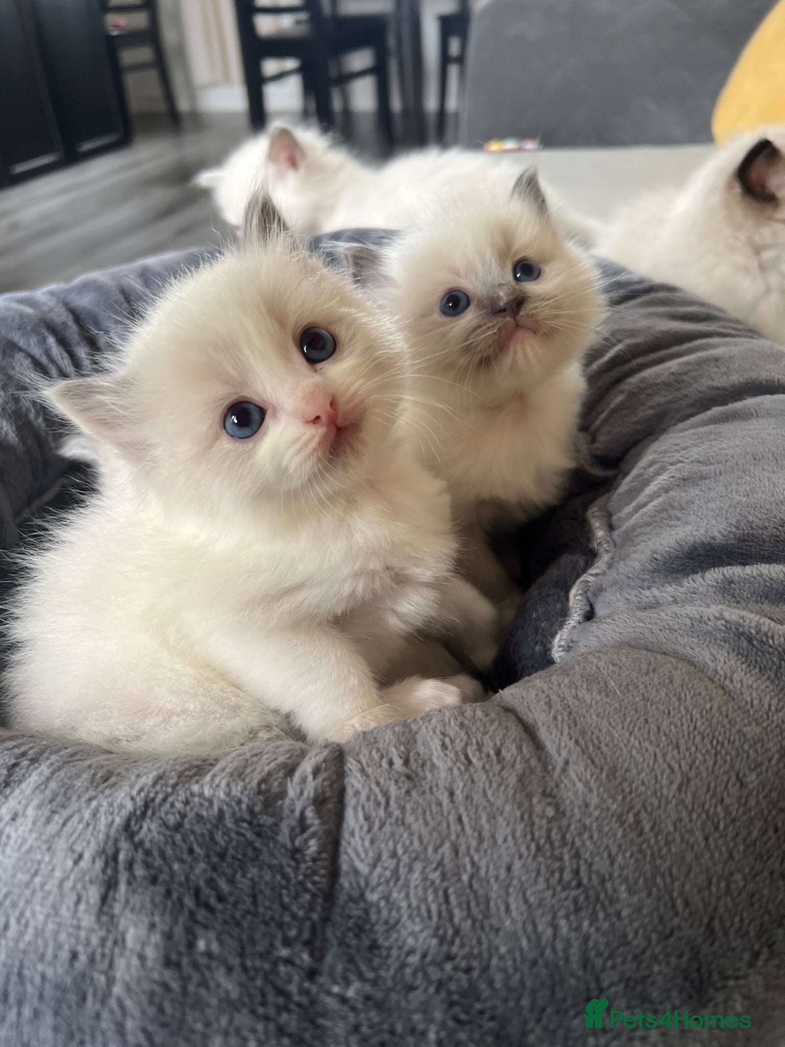 Ragdoll cats Gorgeous Ragdoll kittens  - Advert 2