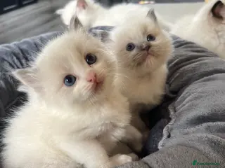 Ragdoll cats Gorgeous Ragdoll kittens - Advert 16