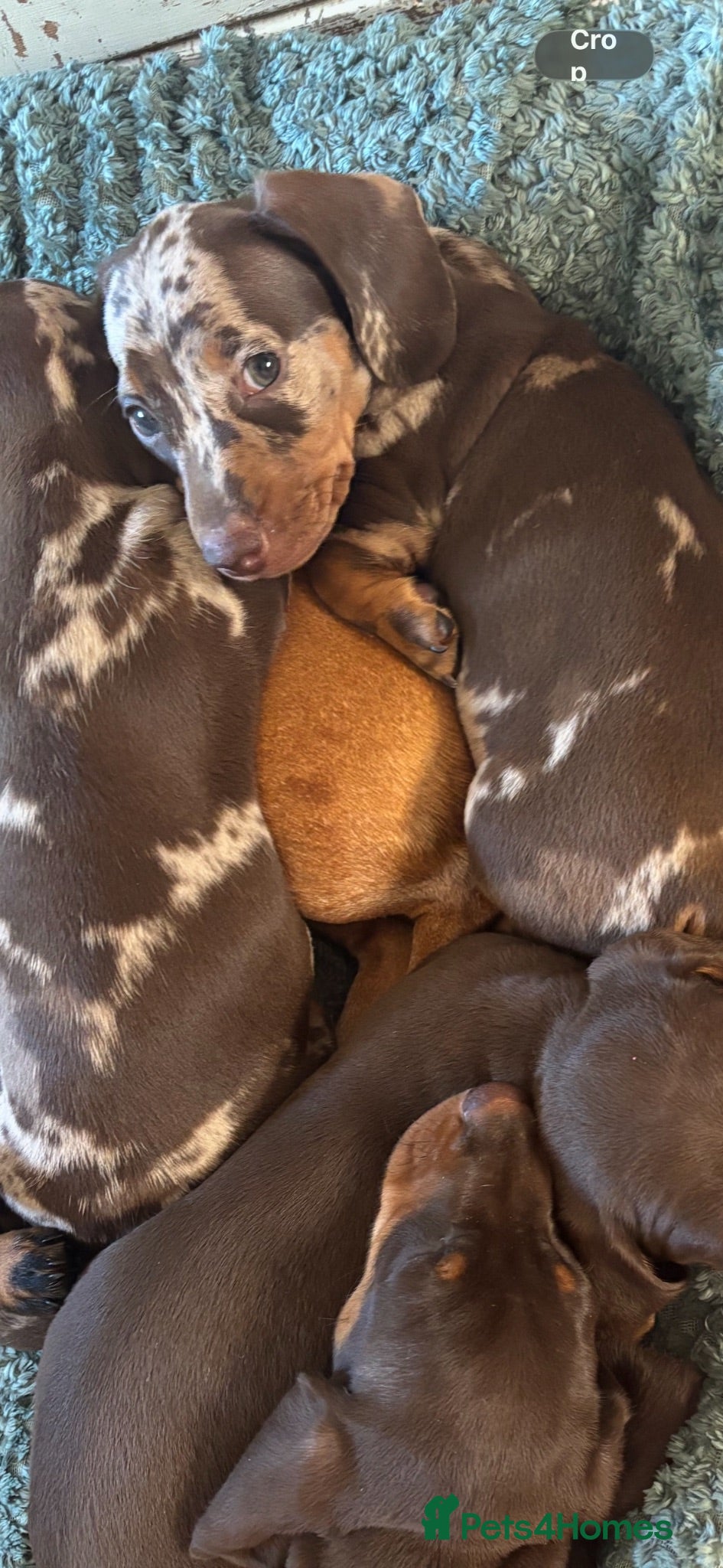 Miniature Dachshund dogs Superb quality KC registered Miniature Dachshunds - Advert 2