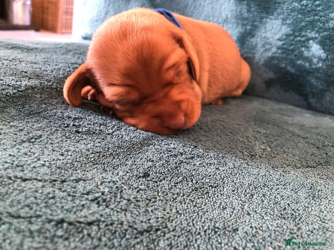 Hungarian Vizsla dogs for sale: Playfull and cheeky hungarian vizsla puppies  - Advert 22