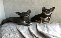 Chihuahua dogs for stud: Chihuahua proven stud - Image 5