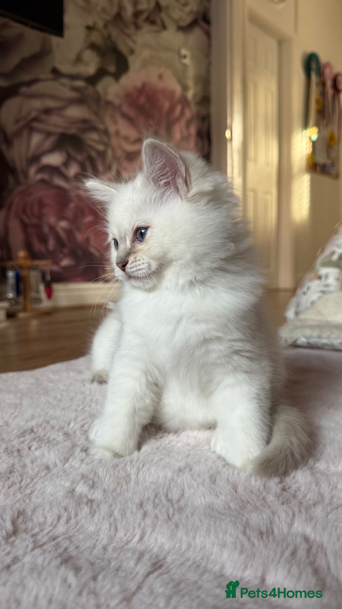 Ragdoll cats GCCF / European bloodline ragdoll kittens  - Advert 2