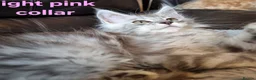 Maine Coon cats for sale: Tica registered ready now - Advert 2