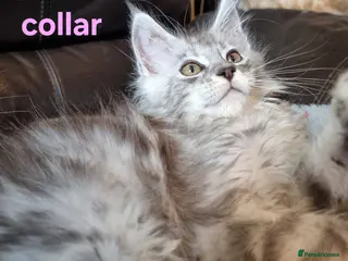 Maine Coon cats Tica registered ready now - Advert 9