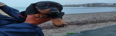 Miniature Dachshund Puppy 2 