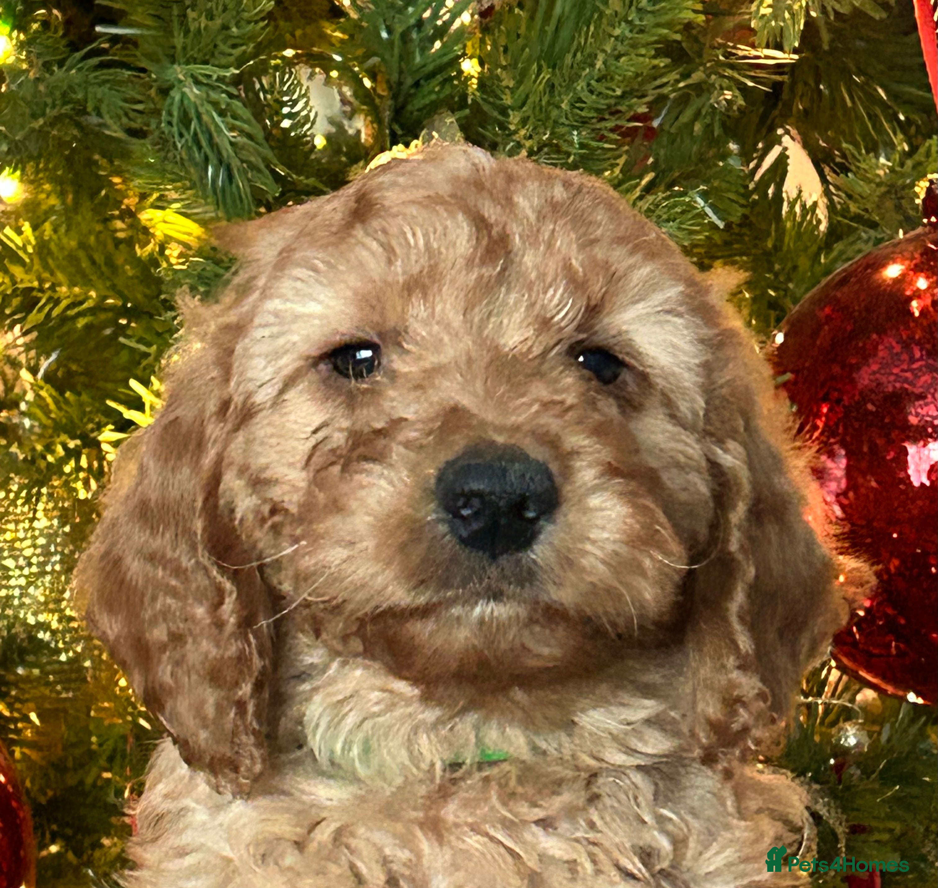 Cockapoo dogs 🐕‍🦺🐶ADORABLE COCKAPOO 🐶 🐕‍🦺 - Advert 4