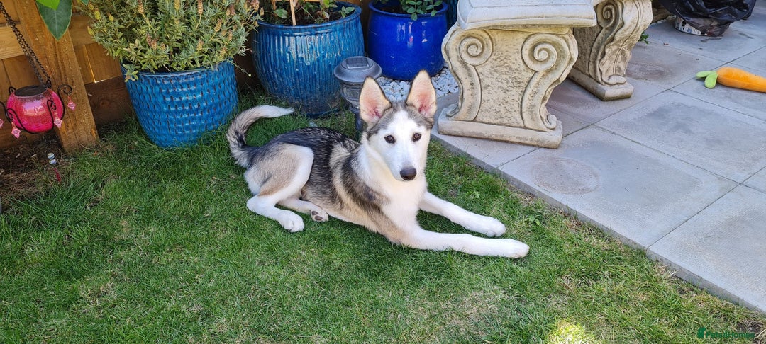 Siberian Husky dogs for sale: Siberian Husky Belle ♥️ - Image 1