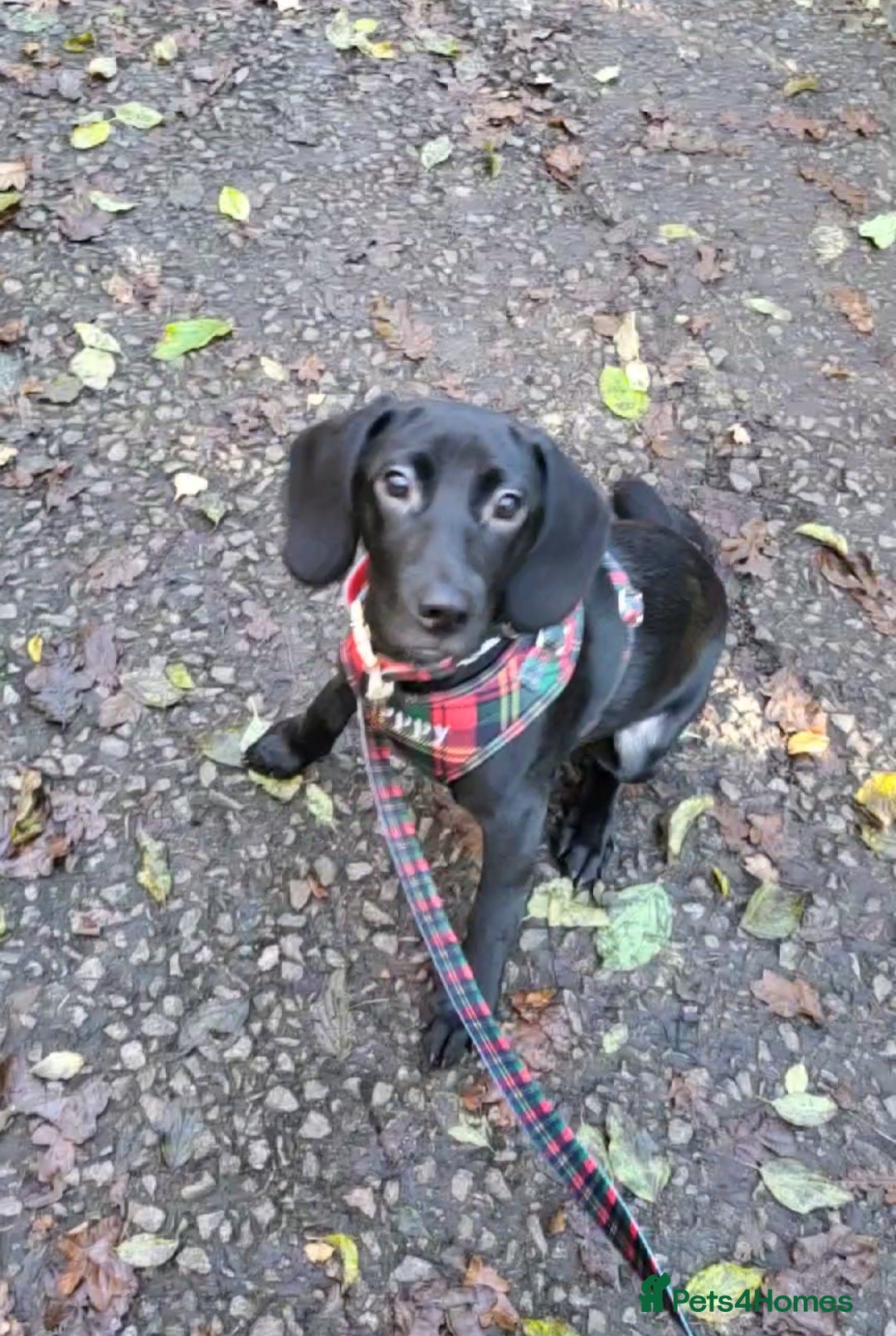 Mixed Breed dogs Very friendly Beagador called poppy - Advert 13