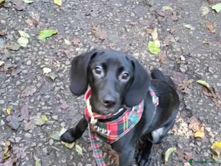 Mixed Breed dogs Very friendly Beagador called poppy - Advert 1