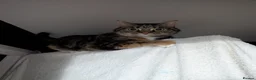 Maine Coon cats for sale: Maine coon & tabby for sale in Coatbridge - Advert 4
