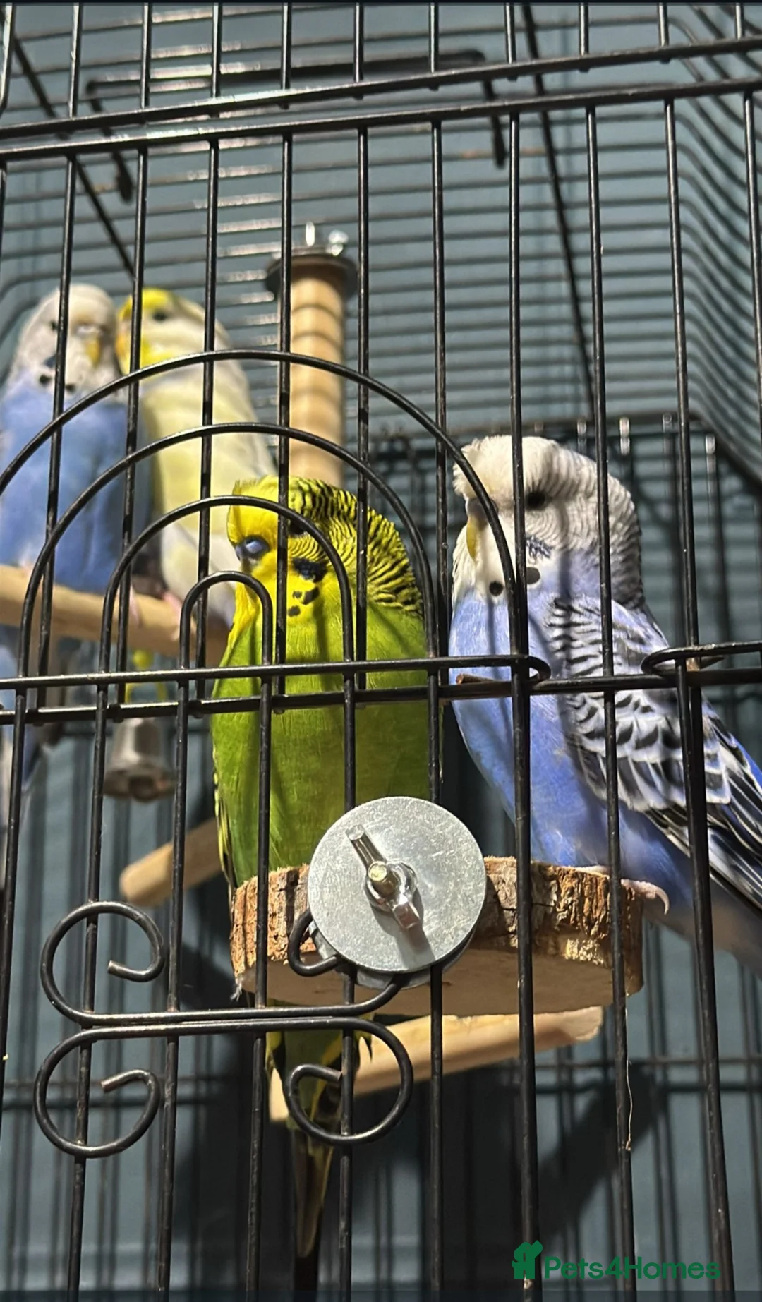 Budgerigars birds for sale: Budgies, Cage and extras in Leeds - Advert 16