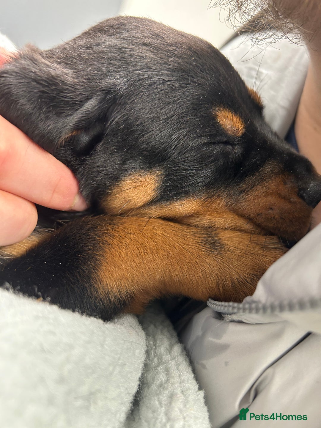 Rottweiler dogs for sale: Rotwellier puppies READY NOW  - Advert 4