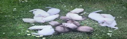 Ferret rodents for sale: Baby ferrets looking for forever homes🏡 - Advert 22