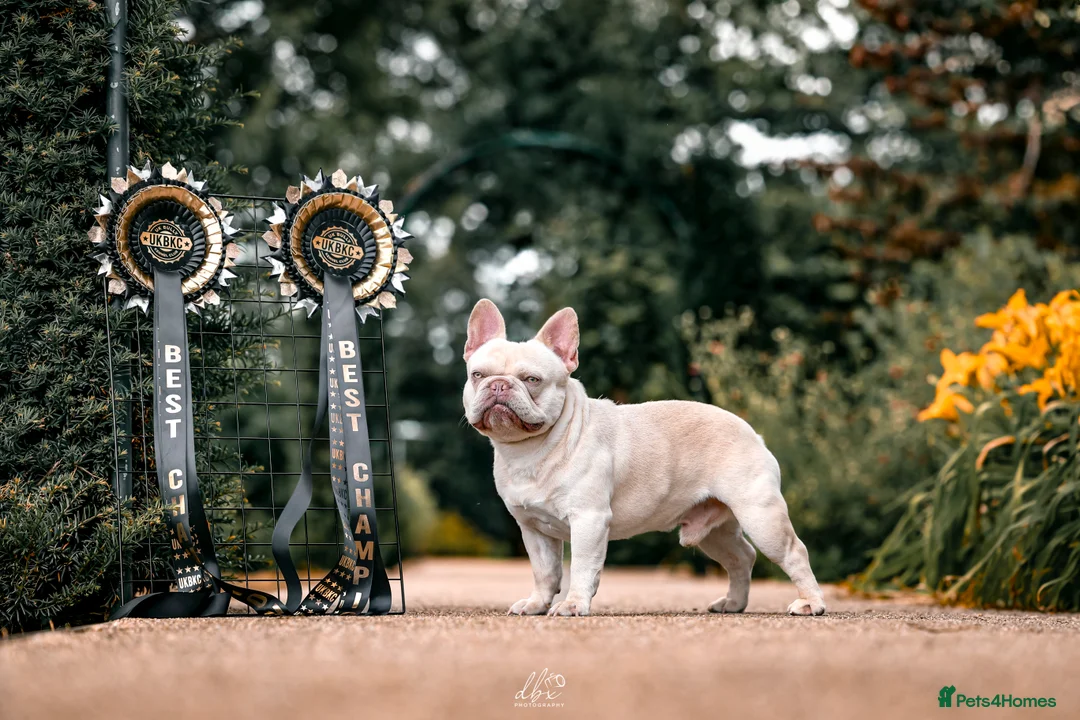 French Bulldog dogs for stud: Frenchie stud champion Flava  in Kings Langley - Advert 15