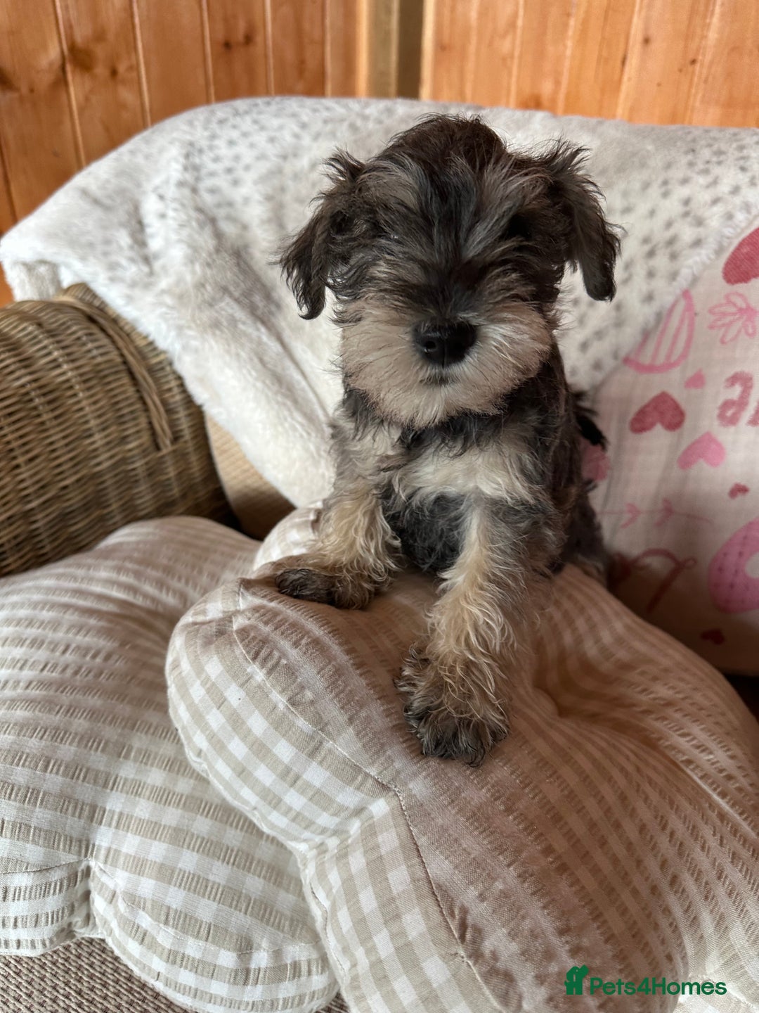 Miniature Schnauzer dogs for sale: Ready Now! miniature schnauzer puppies  - Image 16