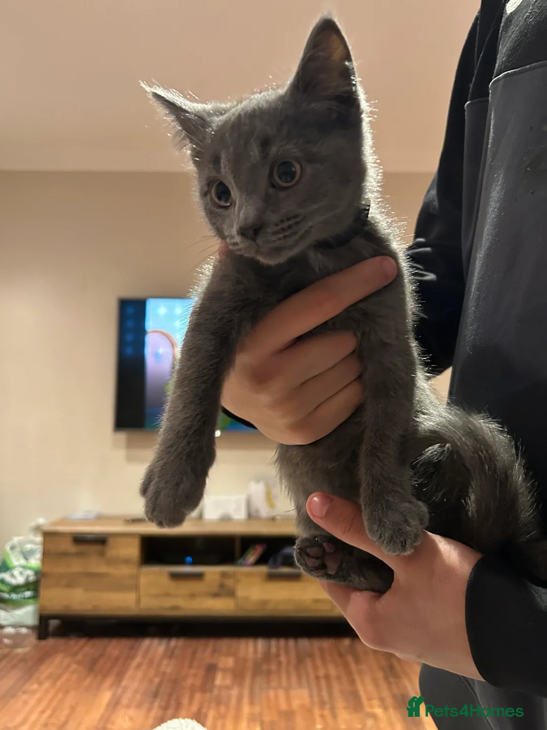 Mixed Breed cats for sale: 5 Adorable Kittens ready for their forever homes - Advert 1